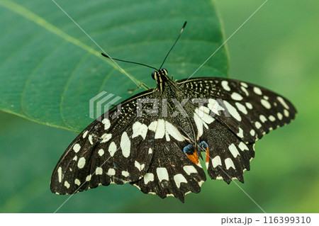 macro beautiful butterfly Papilio demoleus macro beautiful butterfly Papilio demoleus 116399310