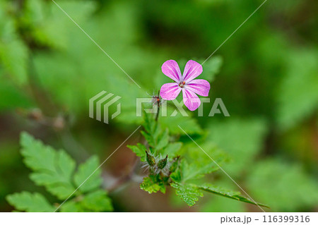 Beautiful spring flowering meadow of fresh flowers 116399316