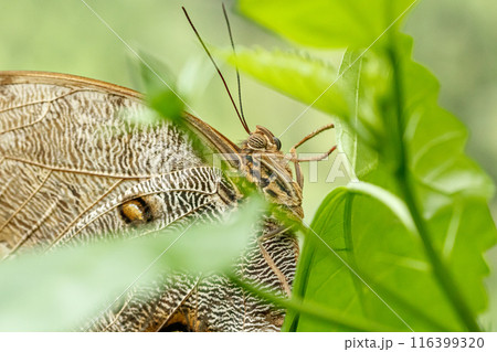 macro beautiful butterfly Caligo memnon macro beautiful butterfly Caligo memnon 116399320