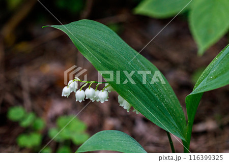 Beautiful spring blooming lilies of the valley with drops of flowers dew Beautiful spring blooming lilies of the valley with drops of flowers dew 116399325