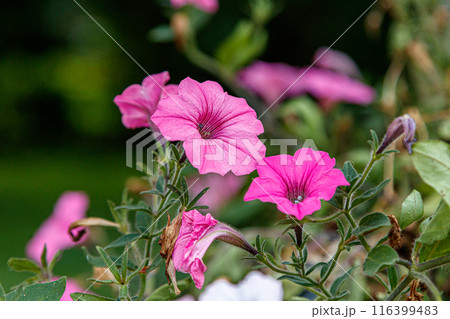Hanging baskets of petunia flowers 116399483
