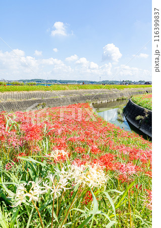 愛知県　 矢勝川の彼岸花 116399837