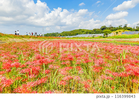 愛知県　 矢勝川の彼岸花 116399843