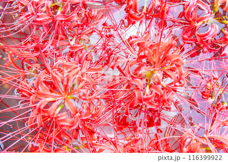 愛知県 矢勝川の彼岸花 愛知県 矢勝川の彼岸花 116399922