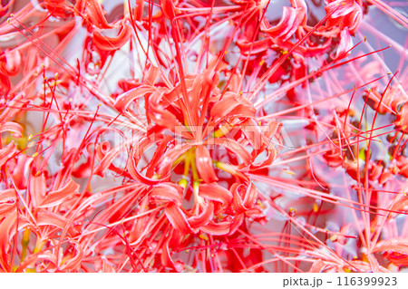 愛知県　 矢勝川の彼岸花 116399923