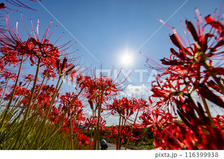 愛知県　 矢勝川の彼岸花 116399938