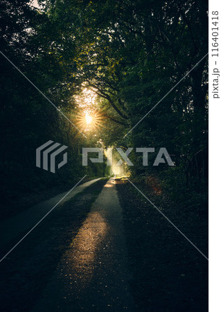 Sunstar and beams on forest path Sunstar and beams on forest path 116401418