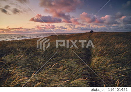 Beach grass at the coast of northern Denmark 116401421
