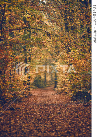 fall season in the woods fall season in the woods 116401431
