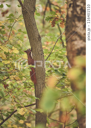 Red squirrel climbing up tree with acorn in mouth 116401510