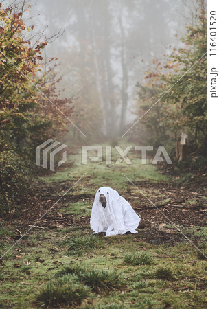 dog is disguised as tiny ghost dog is disguised as tiny ghost 116401520