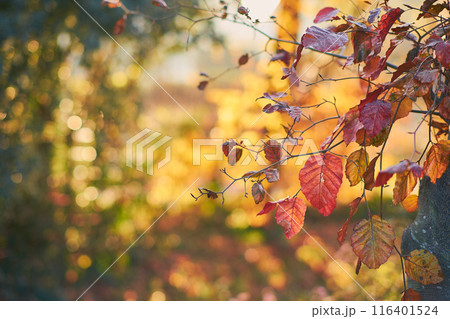 Colorful leaves in evening light 116401524