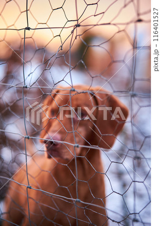 Dog behind wire fence Dog behind wire fence 116401527