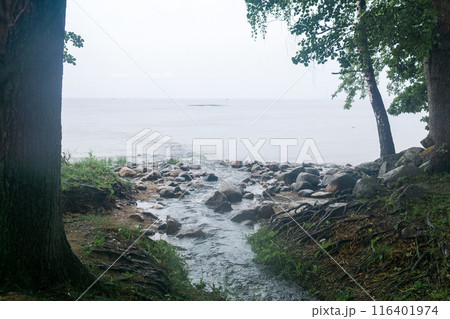 forest river flows into the sea in a foggy day in the summer. forest river flows into the sea in a foggy day in the summer. 116401974