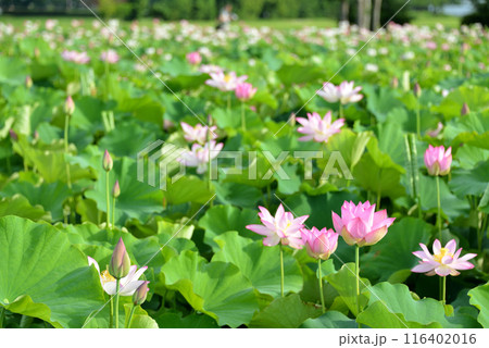 藤原宮跡の蓮の花 藤原宮跡の蓮の花 116402016