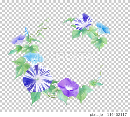 夏の花。カラフルな朝顔の円形装飾フレーム。水彩イラスト。（ベクター。レイアウト変更可能）  116402117