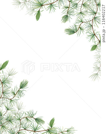 Evergreen branches. European Larch or Larix tree (Larix decidua). Festive vertical frame with nature theme. Watercolor illustration isolated on white. Copy space for text. Botanical elements Evergreen branches. European Larch or Larix tree (Larix decidua). Festive vertical frame with nature theme. Watercolor illustration isolated on white. Copy space for text. Botanical elements 116402217