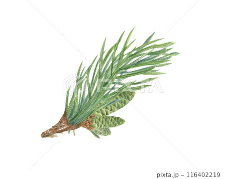 Fresh green spruce branch with small close cones. Fir or pine plant with needles. Botanical watercolor illustration isolated on white background. Forest elements for Xmas celebration, winter decor 116402219
