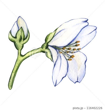 White flowers of jasmine on white isolated background. Watercolor illustration Blooming flower 116402226
