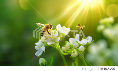 Bees Pollinating Flowers in Sunshine Bees Pollinating Flowers in Sunshine 116402350