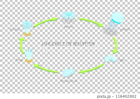 3D Isometric Flat  Illustration of Life Cycle Of Jellyfish, Developmental Stages 116402802