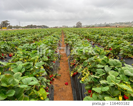 Strawberry picking in strawberry field on fruit farm.  116403182