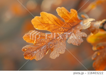 Dew-Covered Autumn Leaf in Morning Light 116403222