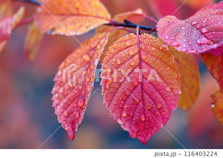 Colorful Autumn Leaves with Water Droplets 116403224