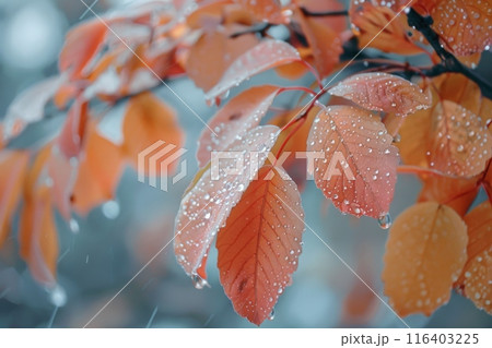 Autumn Leaves with Raindrops Close-Up 116403225