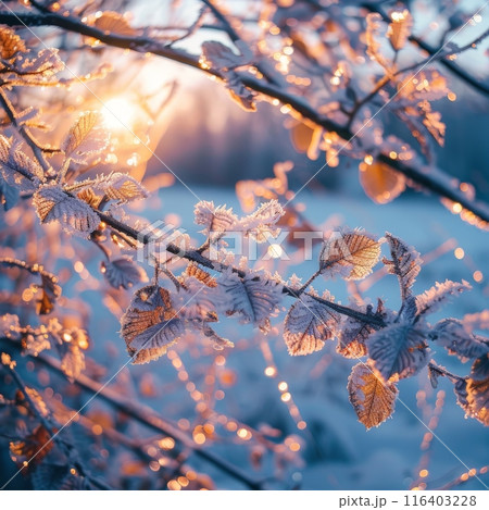 Frosty Branches at Sunrise in Winter 116403228