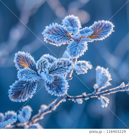 Frost-Covered Leaves on Winter Morning 116403229