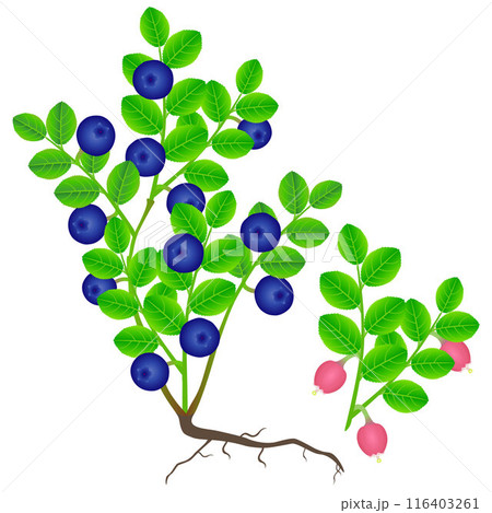 Blueberry bush with berries and flowering branch on a white background. 116403261