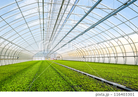 A huge, new industrial modern greenhouse where various plants, green and tree seedlings are grown A huge, new industrial modern greenhouse where various plants, green and tree seedlings are grown 116403301