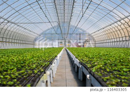 A huge, new industrial modern greenhouse where various plants, green and tree seedlings are grown 116403305