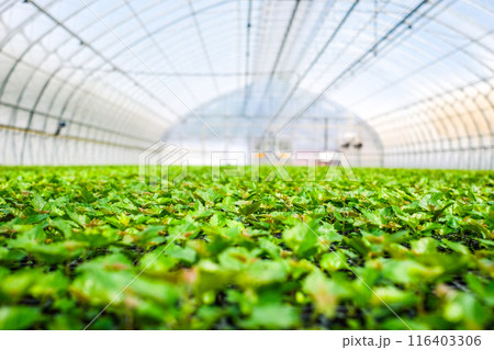 A huge, new industrial modern greenhouse where various plants, green and tree seedlings are grown A huge, new industrial modern greenhouse where various plants, green and tree seedlings are grown 116403306