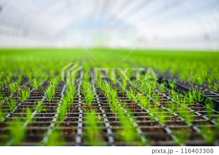 A huge, new industrial modern greenhouse where various plants, green and tree seedlings are grown 116403308