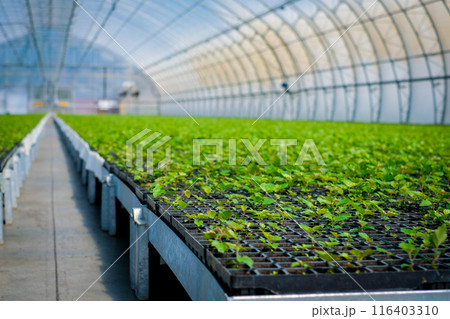 A huge, new industrial modern greenhouse where various plants, green and tree seedlings are grown 116403310