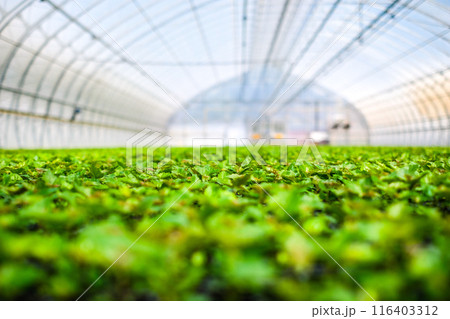 A huge, new industrial modern greenhouse where various plants, green and tree seedlings are grown 116403312