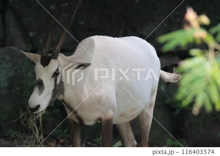 アラビアオリックス 116403574