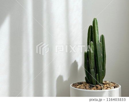 Cactus in a flower pot in front of white wall with sunlight in the bedroom minimal style 116403833