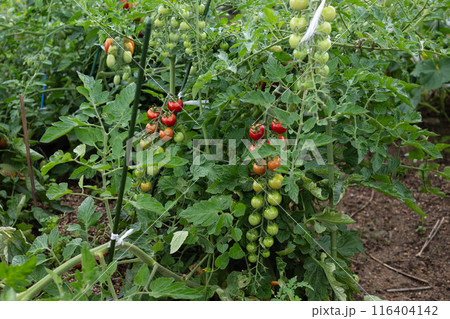 日本の岡山県の住宅街に実ったトマト 116404142