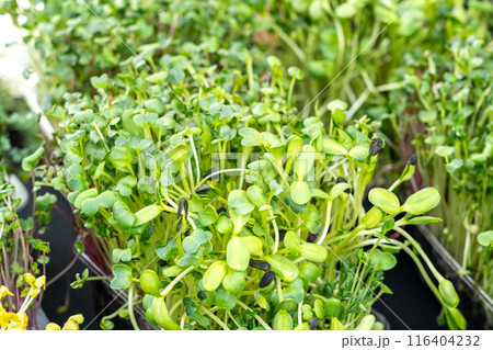 Fresh microgreens, sprouts mix in containers with vibrant green and yellow leaves. Micro greens for salads Fresh microgreens, sprouts mix in containers with vibrant green and yellow leaves. Micro greens for salads 116404232