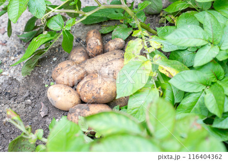 掘り起こした後ジャガイモの葉に囲まれた位置に一箇所に集められたジャガイモたち 116404362