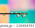 虹色に輝く水滴 116404391