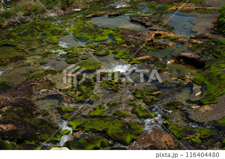芳ケ平湿地群穴地獄のチャツボミゴケ群生 芳ケ平湿地群穴地獄のチャツボミゴケ群生 116404480