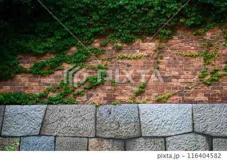 レンガ塀 石垣、緑 レンガ塀 石垣、緑 116404582