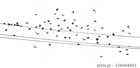 Flying birds silhouette flock. Birds on electric wires. hand drawing. Not AI, Vector illustration 116404602