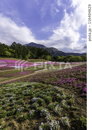 羊山公園　芝桜の丘 116404629