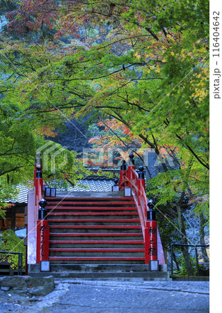 赤い太鼓橋と紅葉のはじまったもみじ 赤い太鼓橋と紅葉のはじまったもみじ 116404642