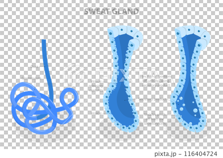 3D Isometric Flat  Illustration of Sweat Gland, Skin Anatomy 116404724